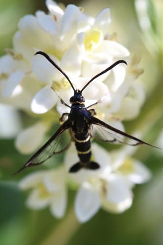 Synanthedon sp.